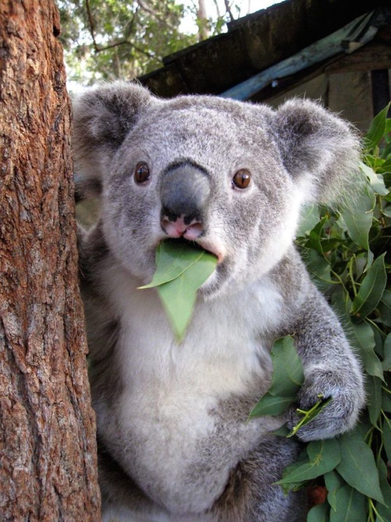 surprised-koala
